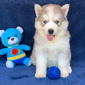 Husky available 
