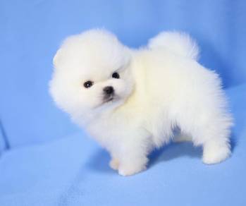 mini pomeranian available 