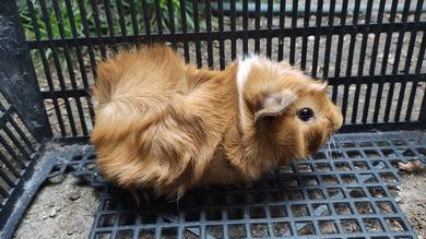 Guinea Pig Abyssinian Jantan