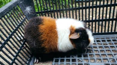 Guinea Pig Teddy Jantan