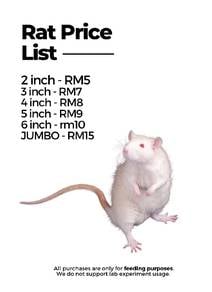 Rat 