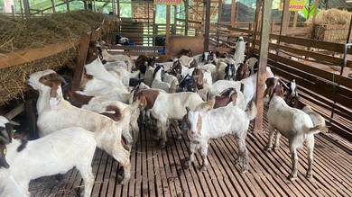 Kambing