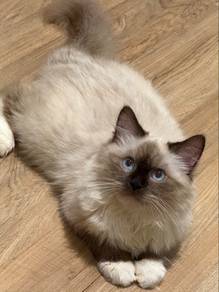 Ragdoll kitten