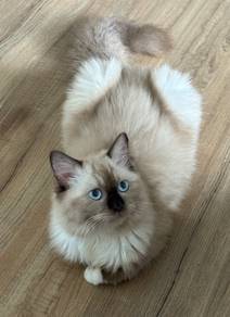 Ragdoll female kitten