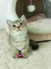 Munchkin 
