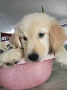 Golden retriever 