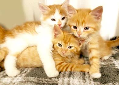 Kittens for Adoption