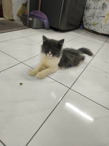 cat for sale 