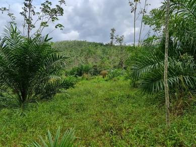 【FREEHOLD】Agriculture Land Selandar Melaka 3.5 acres for Sale