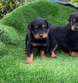 Rottweiler available 