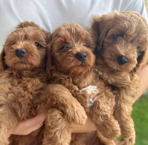 Tiny poodle 
