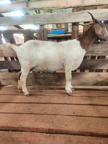 Kambing beranak kembar & triplets -Baka subur