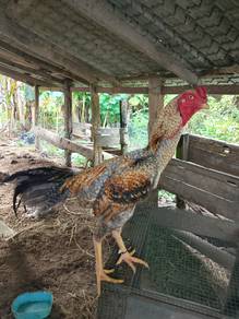 ayam kampong 