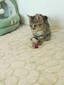 American shorthair 
