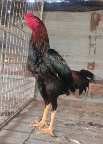 Ayam shamo cross aseel 10bln lbih