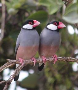 Baby Java sparrow finch