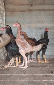 Anak ayam aseelmurga 2.5bln
