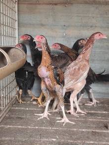Anak ayam aseelmurga 2.5bln