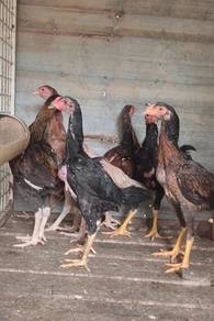 Anak ayam aseelmurga 2.5bln