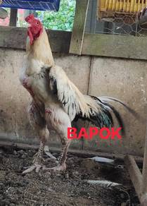 Anak ayam aseelmurga 2.5bln