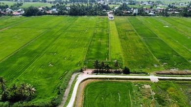 Tanah Sawah Padi di Seberang Perai Utara, Penaga