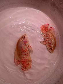 Ikan Oscar Albino