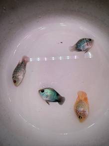 Ikan Flowerhorn