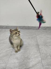 British shorthair