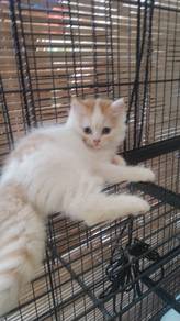 Kucing Parsi Comel manja untuk dilepaskan 