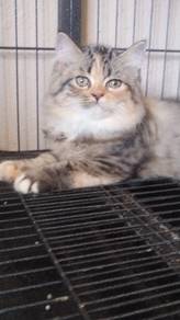 Kucing Parsi Comel manja untuk dilepaskan 