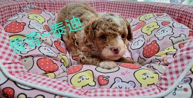 toy poodle 