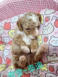 poodle 