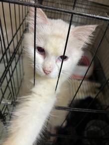 Kucing