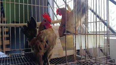 Ayam Serama Sepasang 