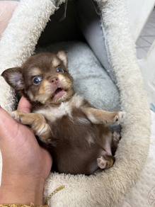 chihuahua puppy 