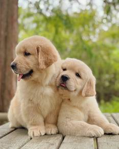 goldenretriever 