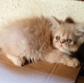 Kucing parsi