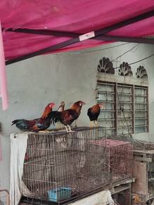 ayam kampung ori