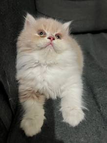 Persian Female Cat