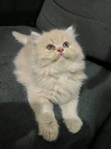 Persian Female Cat