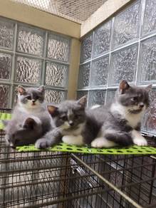 British Shorthair for Rehoming 