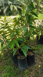 Pokok Durian Musang King 