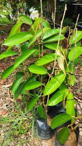 Pokok Durian Tupai King