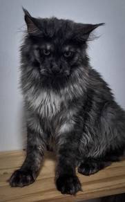 Wolverine Maine Coon CFA