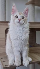 Takeshi Maine Coon CFA