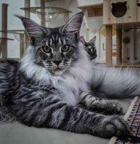 Eleanor Maine Coon CFA