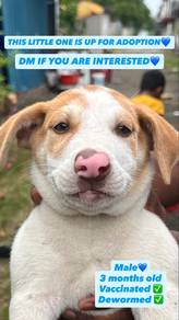 Male puppy for adoption 💙