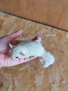 sugar glider 