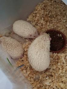Hedgehog 