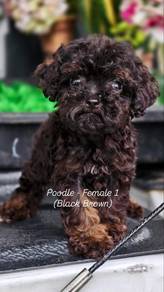Super Tiny Poodle